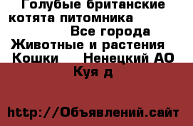 Голубые британские котята питомника Silvery Snow. - Все города Животные и растения » Кошки   . Ненецкий АО,Куя д.
